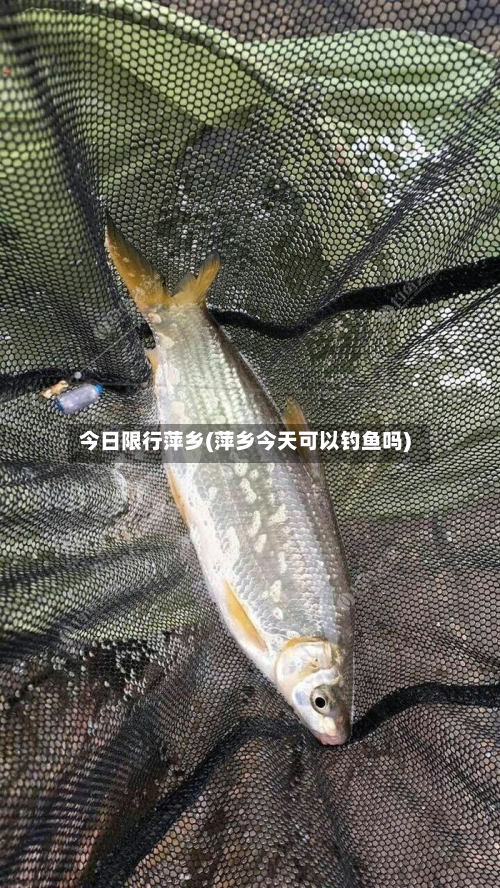 今日限行萍乡(萍乡今天可以钓鱼吗)-第2张图片