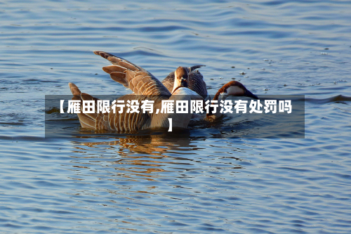 【雁田限行没有,雁田限行没有处罚吗】-第3张图片